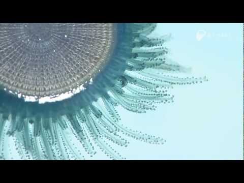 Blue Button Jelly