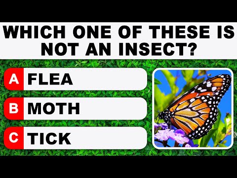 Daily Trivia Quiz Round 48 | Test Your General Knowledge!