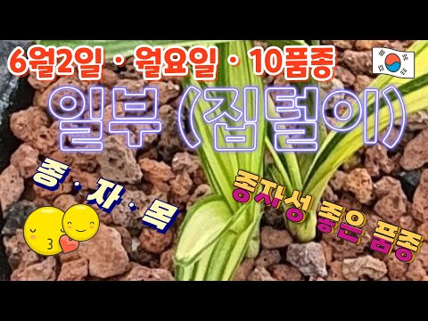 유튜브 썸네일