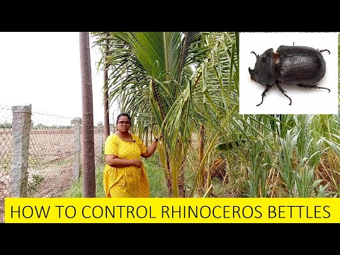 How to control Rhinoceros beetle in Coconut tree  / How to protect Coconut tree from other pests