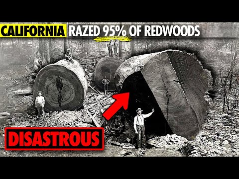 Why California Razed it's Ancient Redwood Forests