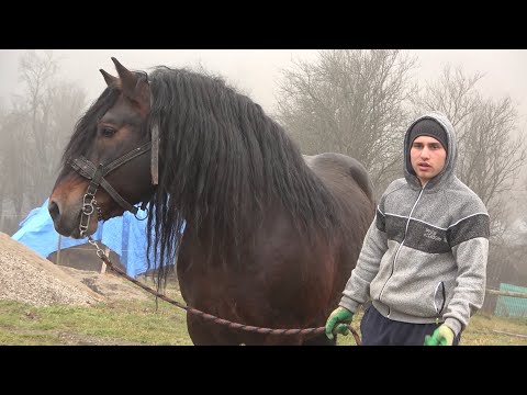 Caii lui Bexa Daniel de la Ciuruleasa, Alba - 2020 Nou!!!