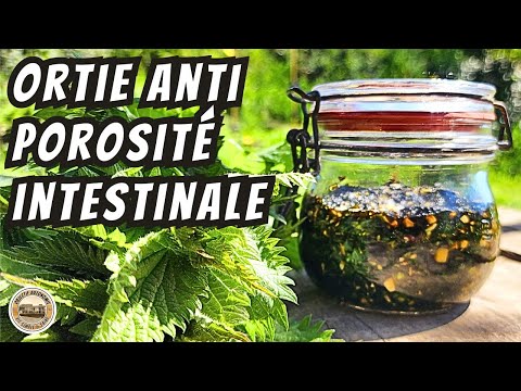 BETTER THAN TURMERIC: LACTO-FERMENTED NETTLE with HONEY and GARLIC, ANTI-INTESTINAL POROSITY SIBO...