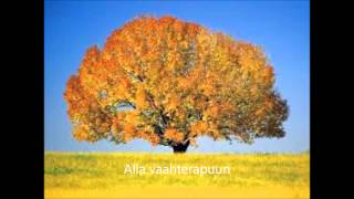 Aikakone  - Alla vaahterapuun + lyrics