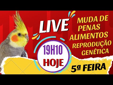 LIVE REPRODUÇÃO, MUDA DE PENAS, ALIMENTAÇÃO E GENÉTICA DAS CALOPSITAS