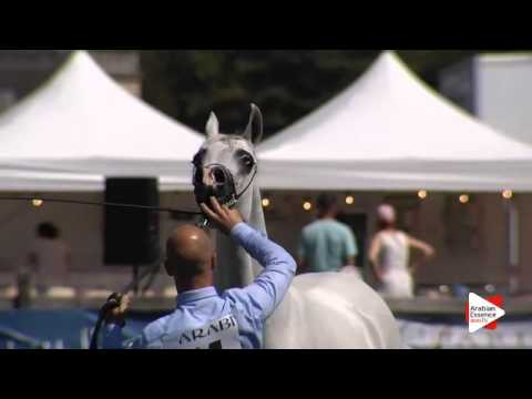 N.14 NESJ EL DAIKHIMA - Chantilly 2015 AWC - Fillies 2 years old (Class 2)