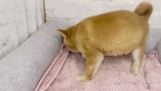 ハーフ犬の動画01