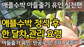 애플수박 한달차 관리요령 - 아들줄기 유인 실전편