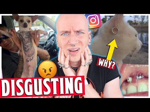 He TATTOOED HIS DOG & Pierced a CAT'S EAR | Reacting To Instagram DMs | Roly Reacts