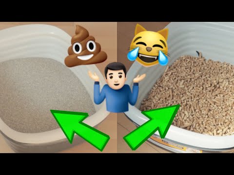 Pine Pellets Vs Clay Litter: 6 Months Later