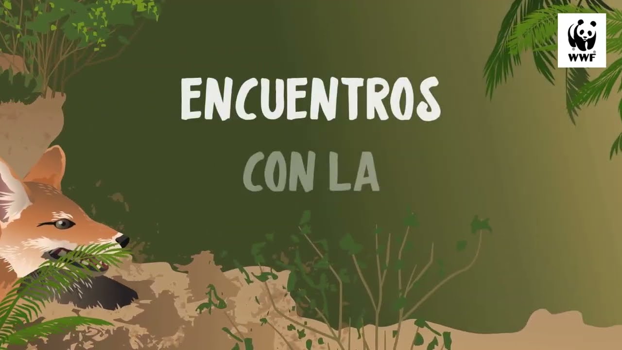 Mono capuchino en el bosque