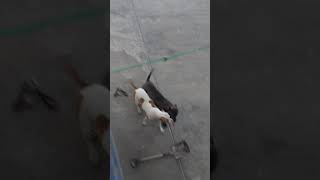 Pitbull blue vs pitbull terrier blanco con cafe