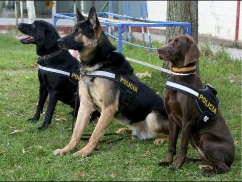 Entrenamiento de Perros Policías Parte 1 - Héroes Caninos - TvAgro por Juan Gonzalo Angel