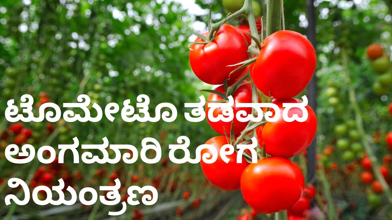 ಟೊಮೇಟೊ ತಡವಾದ  ಅಂಗಮಾರಿ ರೋಗ| Tomato Late Blight Disease| Control & Treatment| ನಿಯಂತ್ರಣ ಮತ್ತು ಚಿಕಿತ್ಸೆ