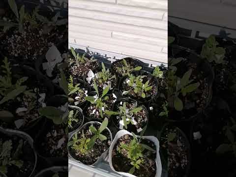 なぜ植物の周りに卵の殻を置くのでしょうか？明らかな5つの理由！  庭園