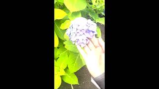 【津軽人が】  何色   歌ってみた   【甲斐田晴】