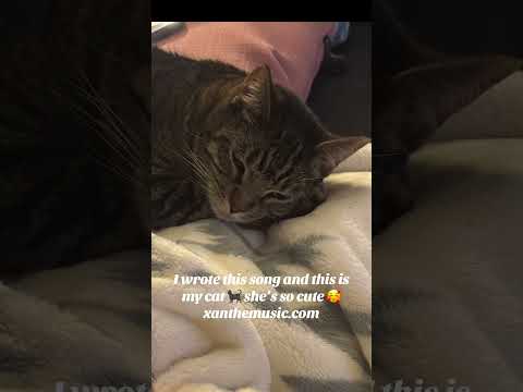 #cutecat #music #cat #catsoftiktok #musicandcats #chicago #musician #guitar #musiccat #singersong