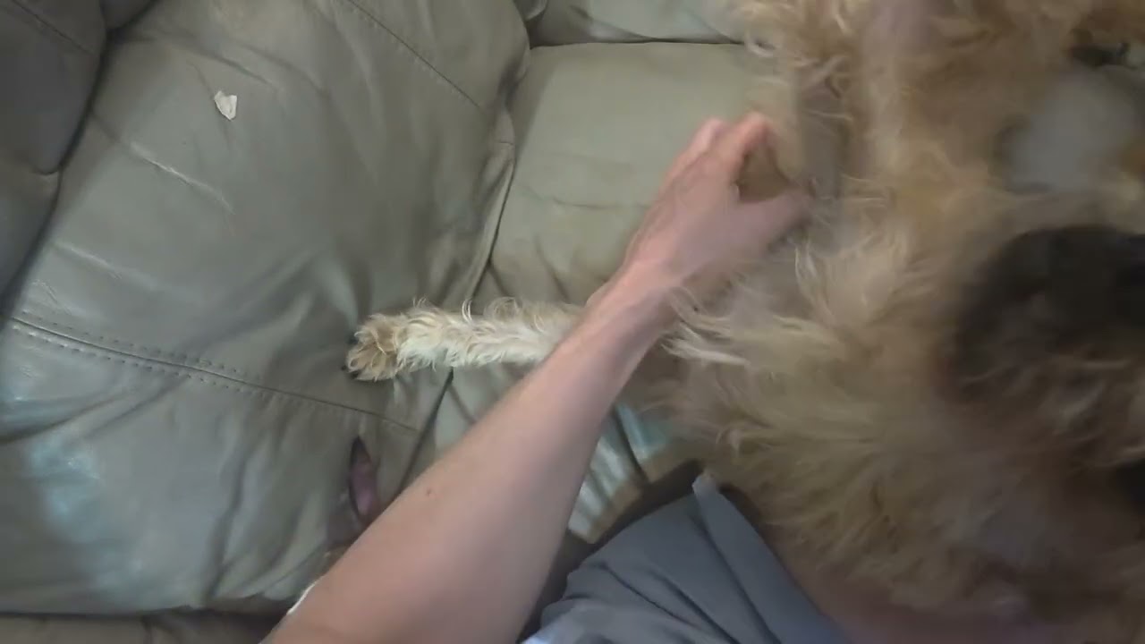 Theo, a Adoptable mixed breed in Los Angeles, CA video 6/6