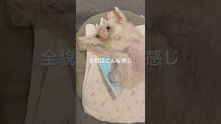 どんな瞬間も愛おしい#シニア犬との暮らし #トイプードル #元繁殖犬 #犬のいる生活 #保護犬 #老犬介護 #老犬の日常 #寝たきり #shorts #seniordoglove
