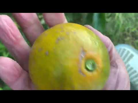 Sob o clima ensolarado do outono, plantamos mudas de cebola e colhemos tangerinas e caquis.