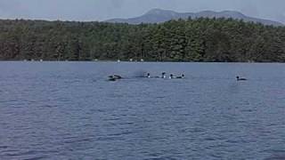 Loon fishing party