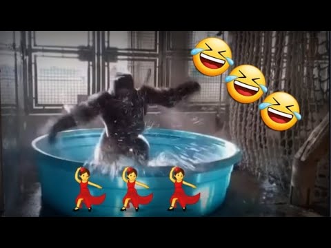 gorilla dance on Wankelmut x BELLA X - Overdrive #gorilla  #chimpanzee  #monkey  #dance