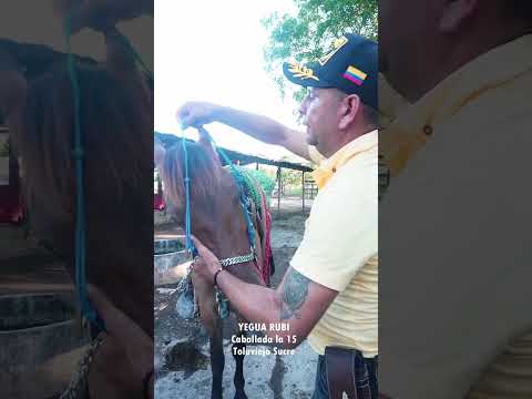 YEGUA RUBI Toluviejo Sucre  Caballada la 15 #caballos #horse #colombia