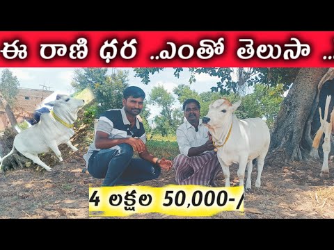 #dairy ఈ రాణి ధర 4*లక్షల 50 వేలు  అంట ?#cow #punganur #viral