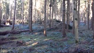 Three hour walk in the woods at christmas 2013