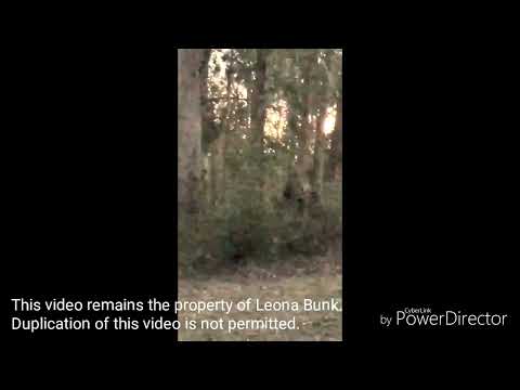 A Yowie captured on film in South East Queensland.