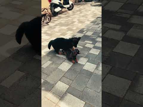 German Shepherd Dog puppy for sale