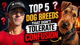Top 5 Dog Breeds That Don’t Tolerate Confusion 