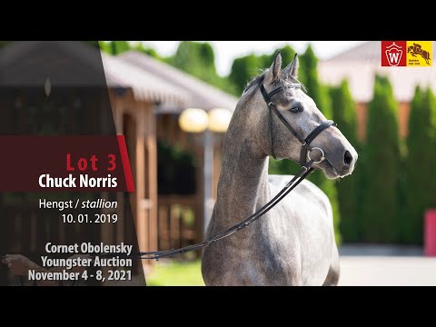 Youngster Auktion Lot 03 Chuck Norris Hengst v. Cornet Obolensky - Numero Uno