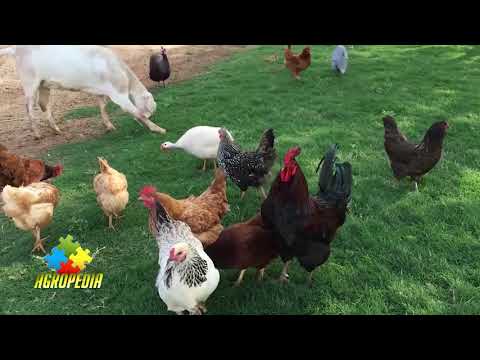 Cum să crești pui și gaini în propria curte?