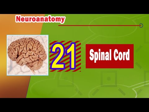 21. Spinal cord ⚡🌐 (spinal cord)