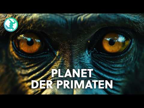 Spezialdoku: Die unglaubliche Welt der Affen