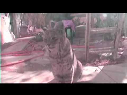 Bobcats at my Door" Of Many Mirrors"by Harold Budd and Clive Wright