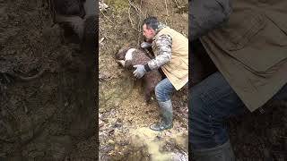 Lagotto Romagnolo tartufo bianco.  White truffle with Lagotto Romagnolo