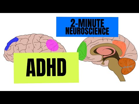 2-Minute Neuroscience: ADHD