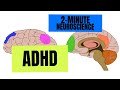 2-Minute Neuroscience: ADHD