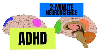 2-Minute Neuroscience: ADHD