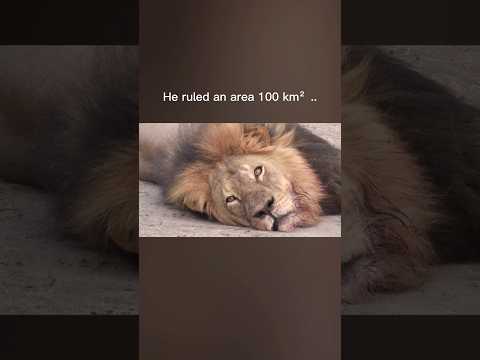 The Lion King That Was Killed 🦁👑 #cecilthelion #lion #lionking