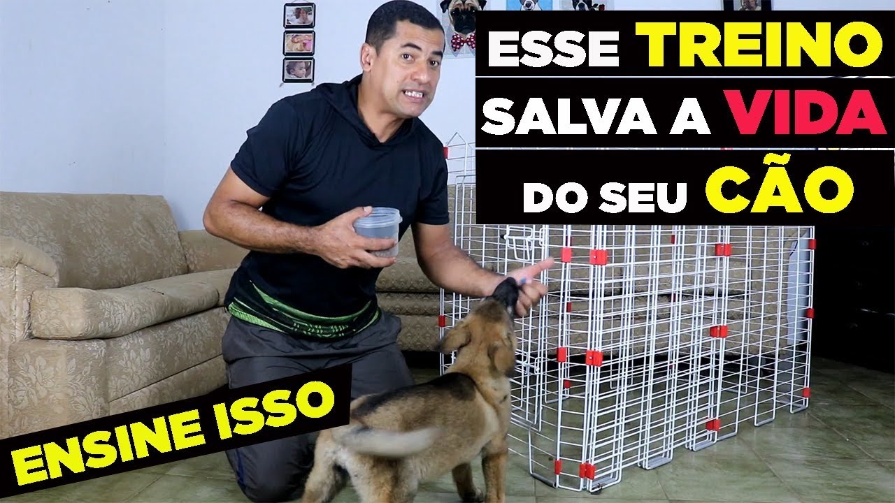 ANSIEDADE DE SEPARAÇÃO - PREVINA EM 99% COM ESSE TREINO