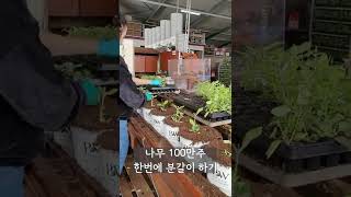 묘목 100만주 분갈이 한번에 가능한 네덜란드 농업 클라스