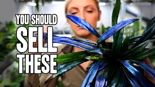 I think plant shops (and YOU) should sell these! Good Money-making Houseplants