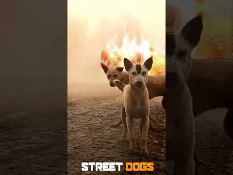 Street Dogs supremacy👿🔥 #streetdogs #dog #doglover #dogs#reels #explore #animal #funnyvideos#grwoth