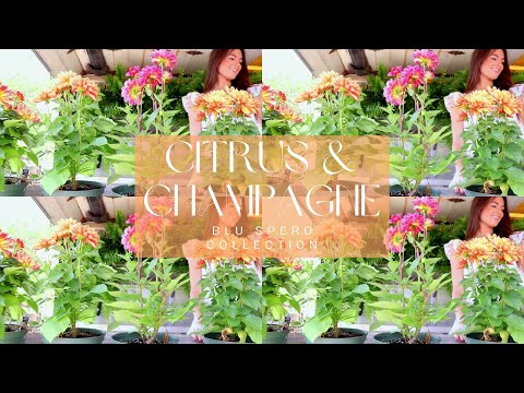 The Ultimate Summer Collection