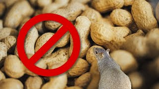 Raw Peanuts are Poison