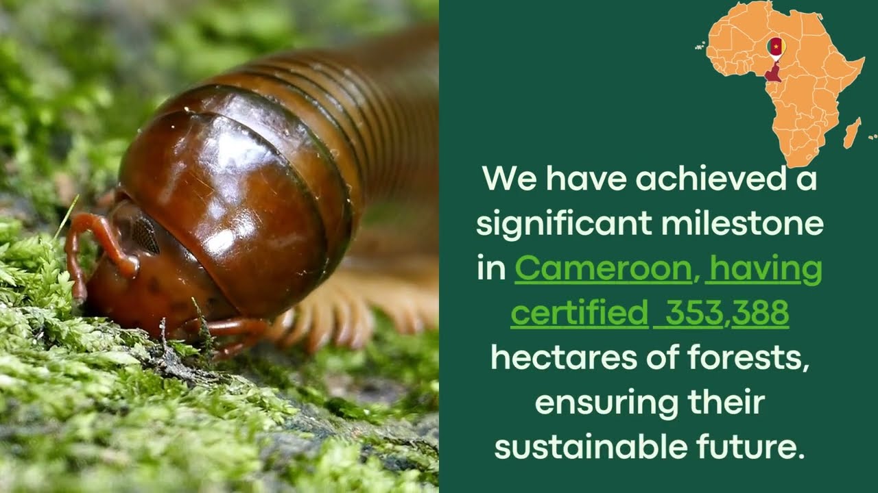 The Forest Stewardship Council® (FSC®) Africa Regional Office 2023 Highlights