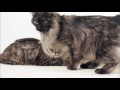 Kurilian Bobtail  - Cats 101 Animal Planet - Kurilian Bobtail - High Quality